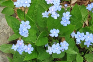 Omphalodes verna (2) (1200 x 799)